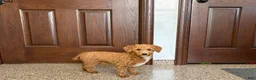 Havapoo dogs for sale: Havapoo Puppy 1 - Ad 8