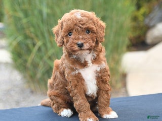 Toy Poodle dogs - Ad 30