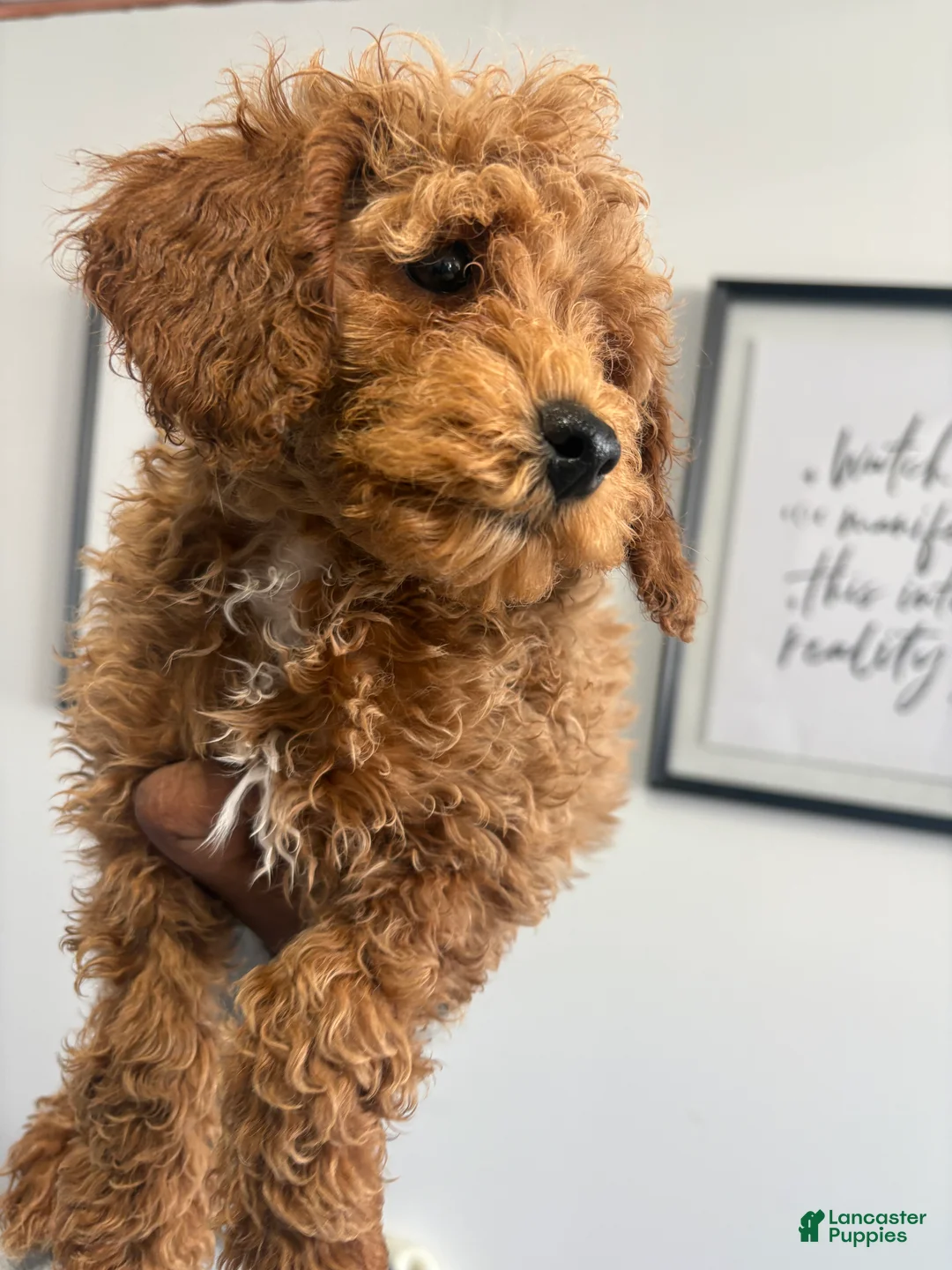 Toy Poodle dogs for sale: Guy💚 - Ad 2