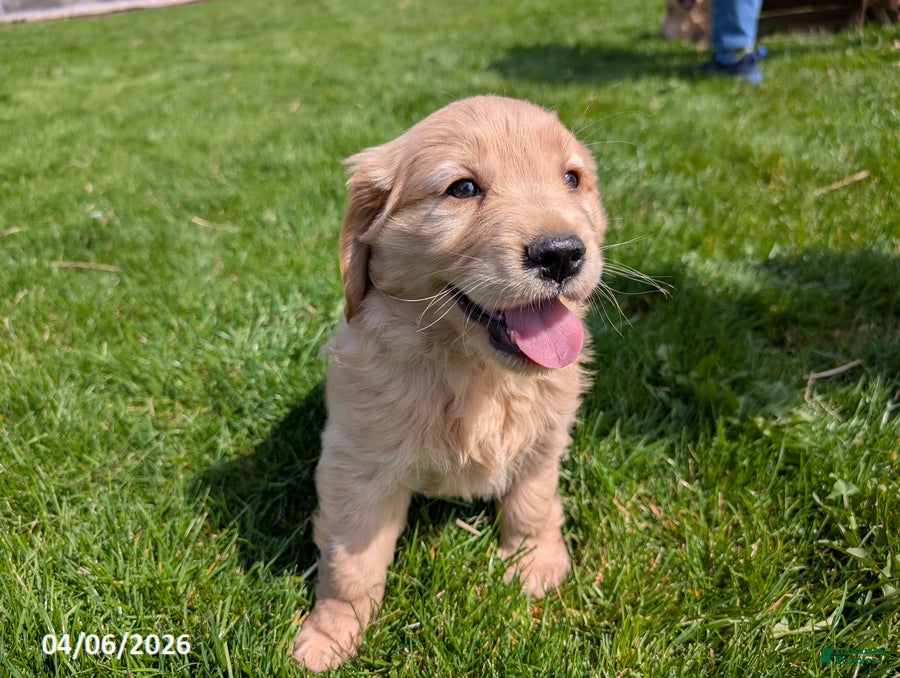 Mixed Breed dogs Anna - Ad 1