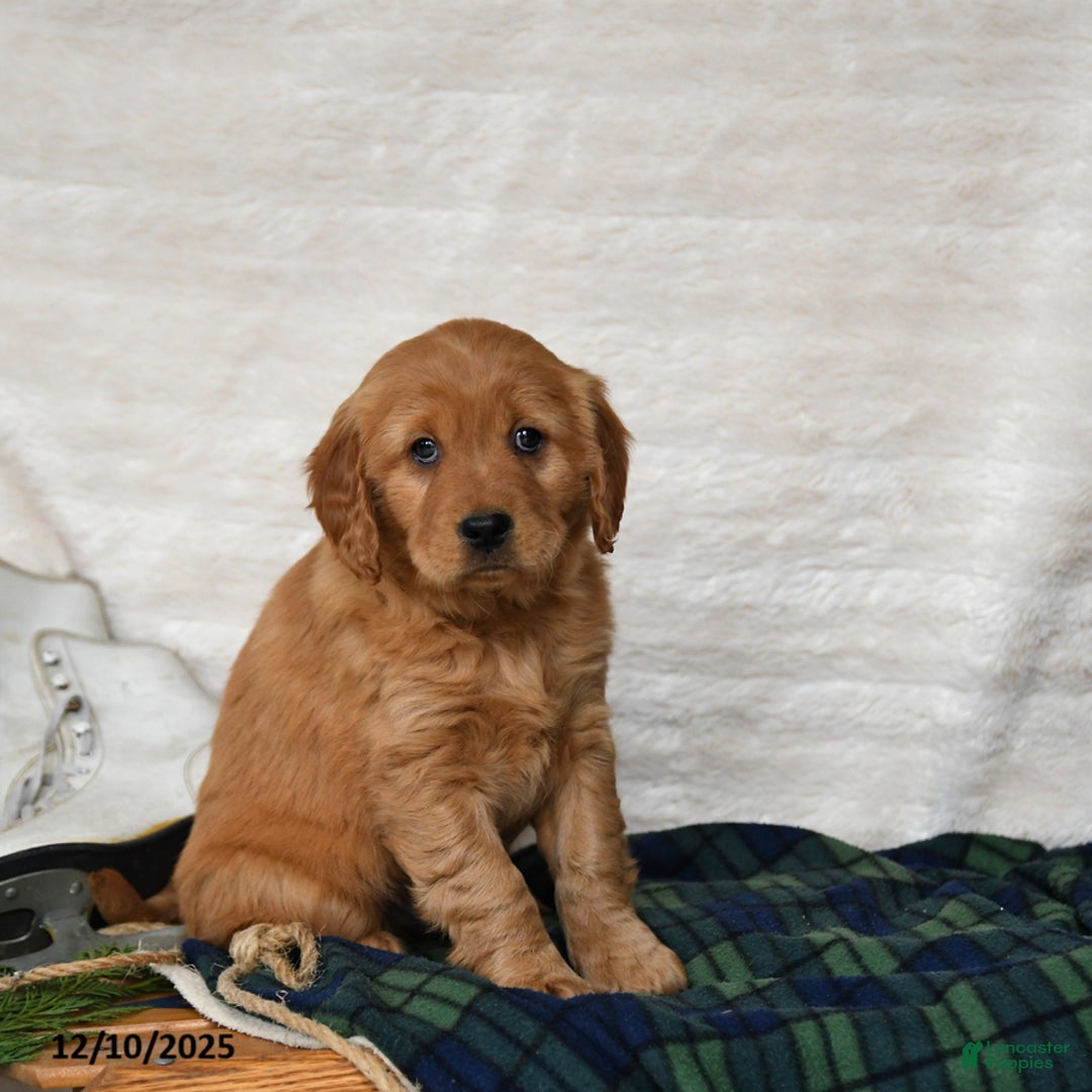 Miniature Golden Retriever dogs for sale: Blizzard - Ad 3