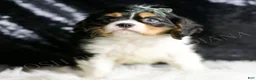 Cavalier King Charles Spaniel dogs for sale: Rusty - Ad 2