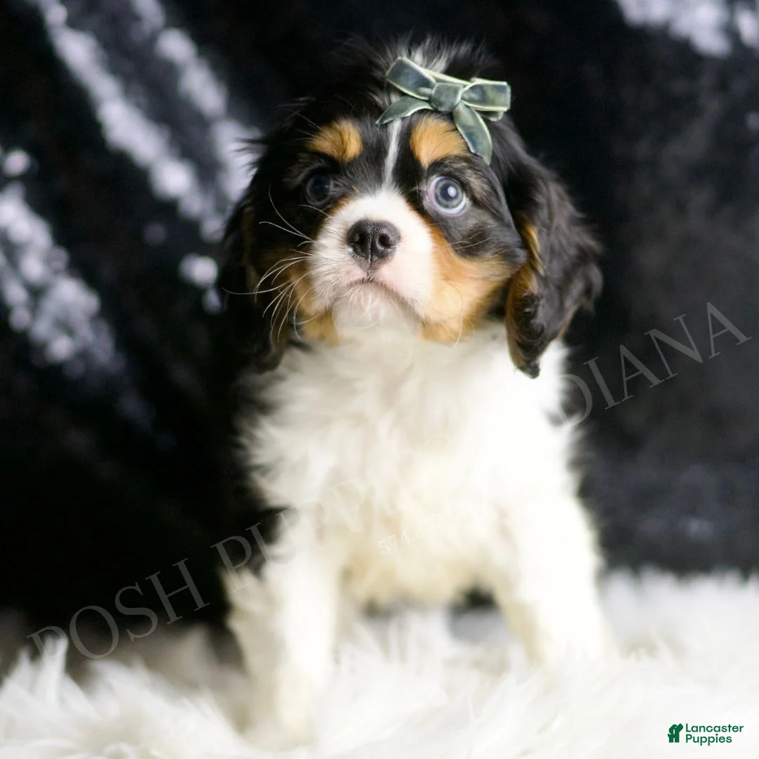 Cavalier King Charles Spaniel dogs for sale: Rusty - Ad 2