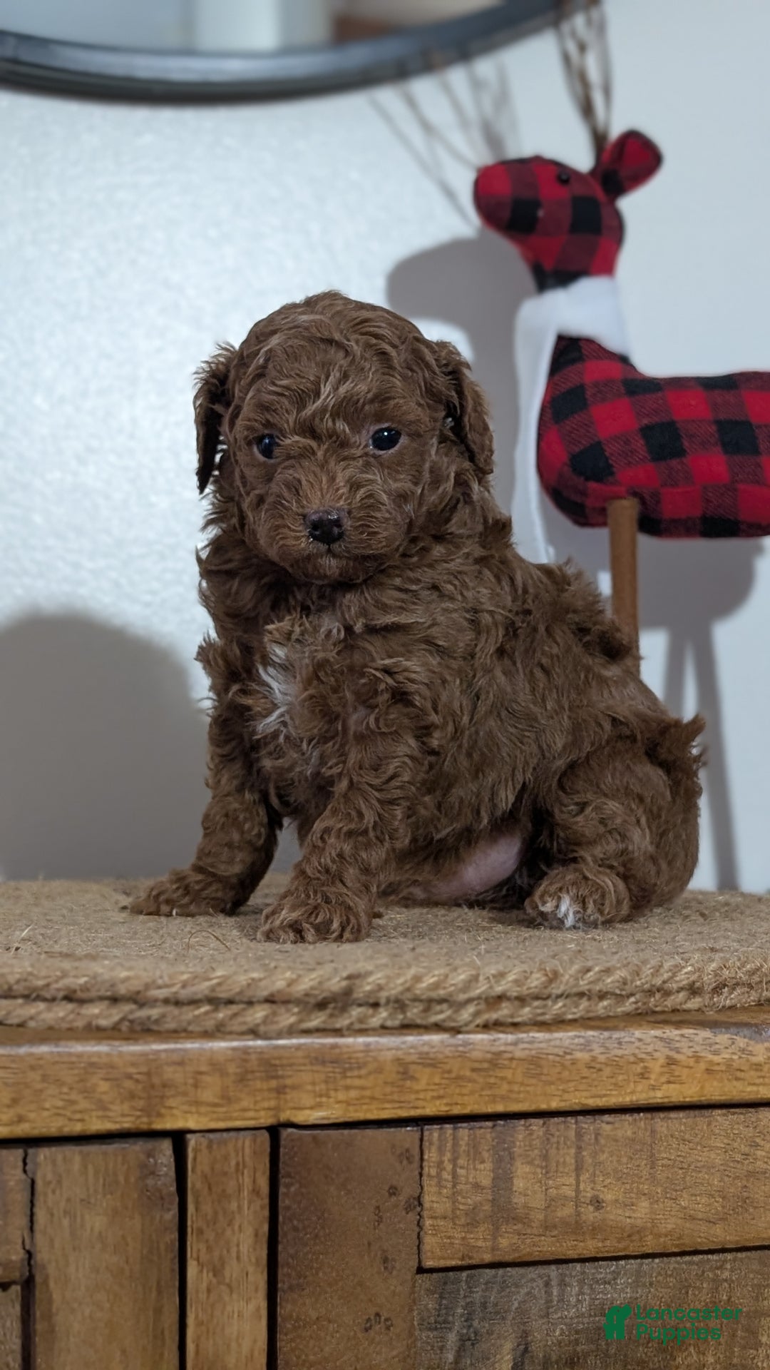 Miniature Poodle dogs for sale: Max - Ad 3