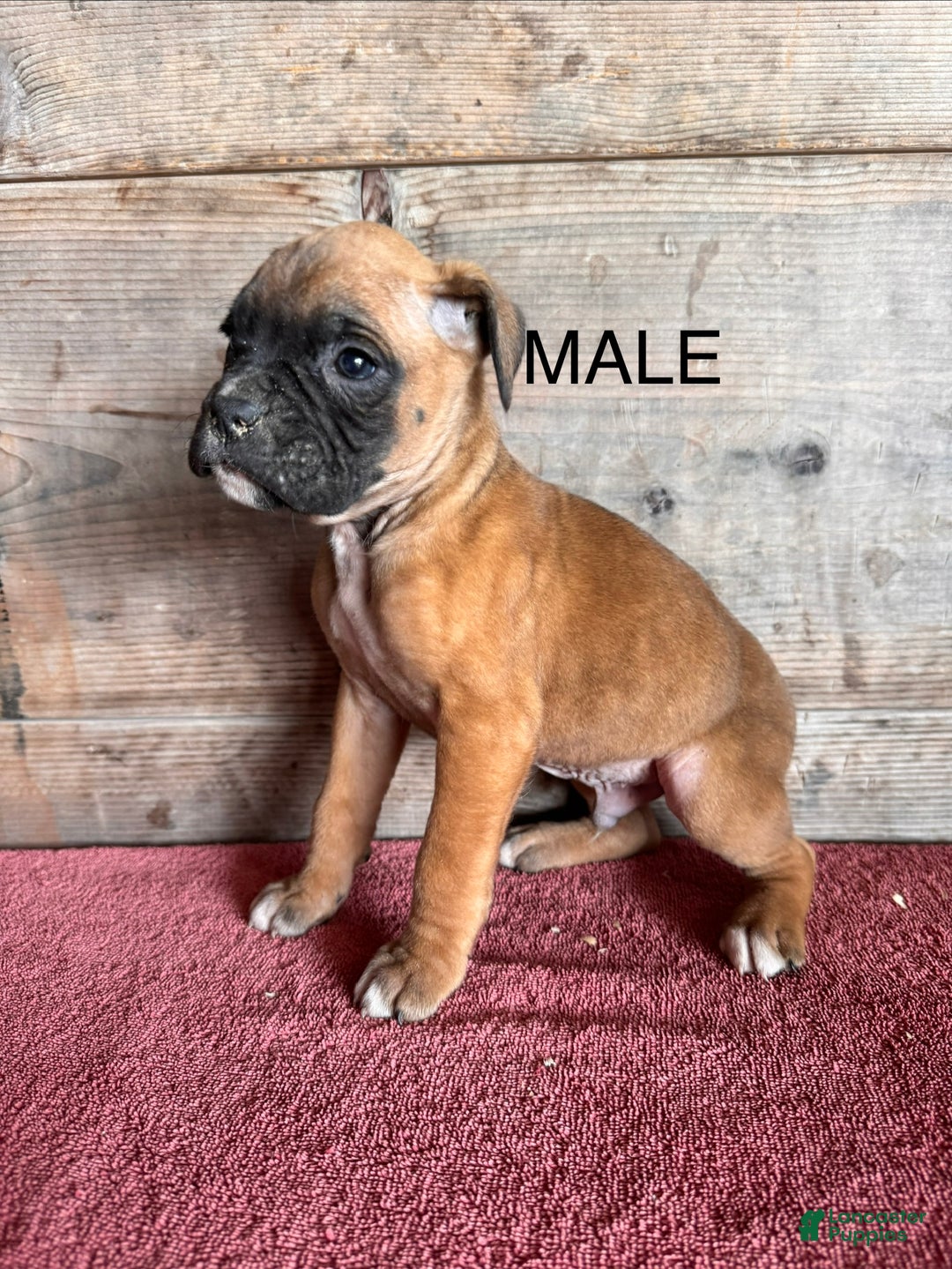 Boxer dogs for sale: Boxer Puppy 4 - Ad 1