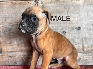 Boxer dogs Boxer Puppy 4 - Ad 7