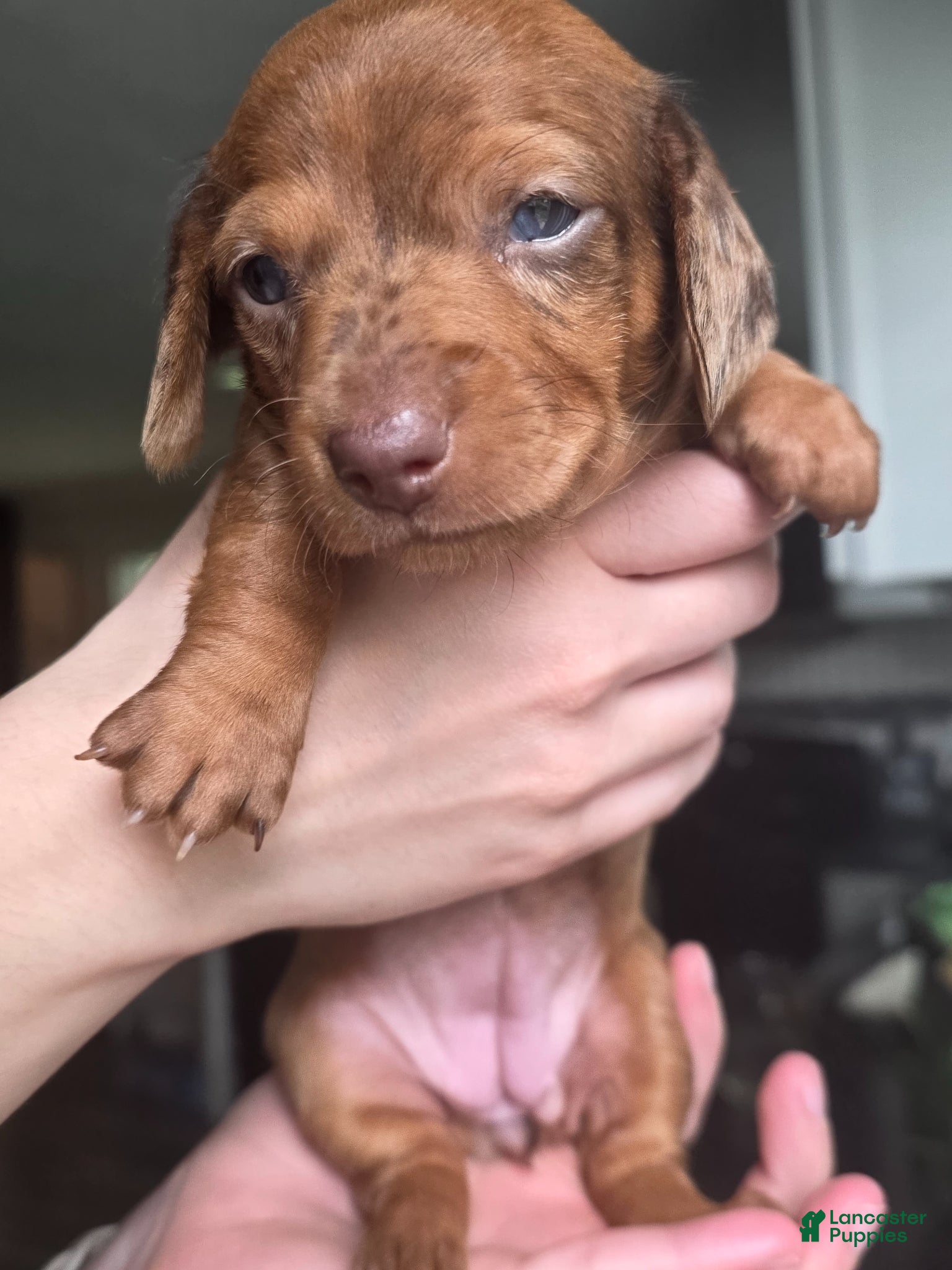 Miniature Dachshund dogs Starlight - Miniature Dachshund Puppy 💖 - Ad 12