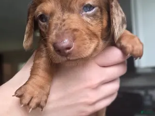 Miniature Dachshund dogs Starlight - Miniature Dachshund Puppy 💖 - Ad 12