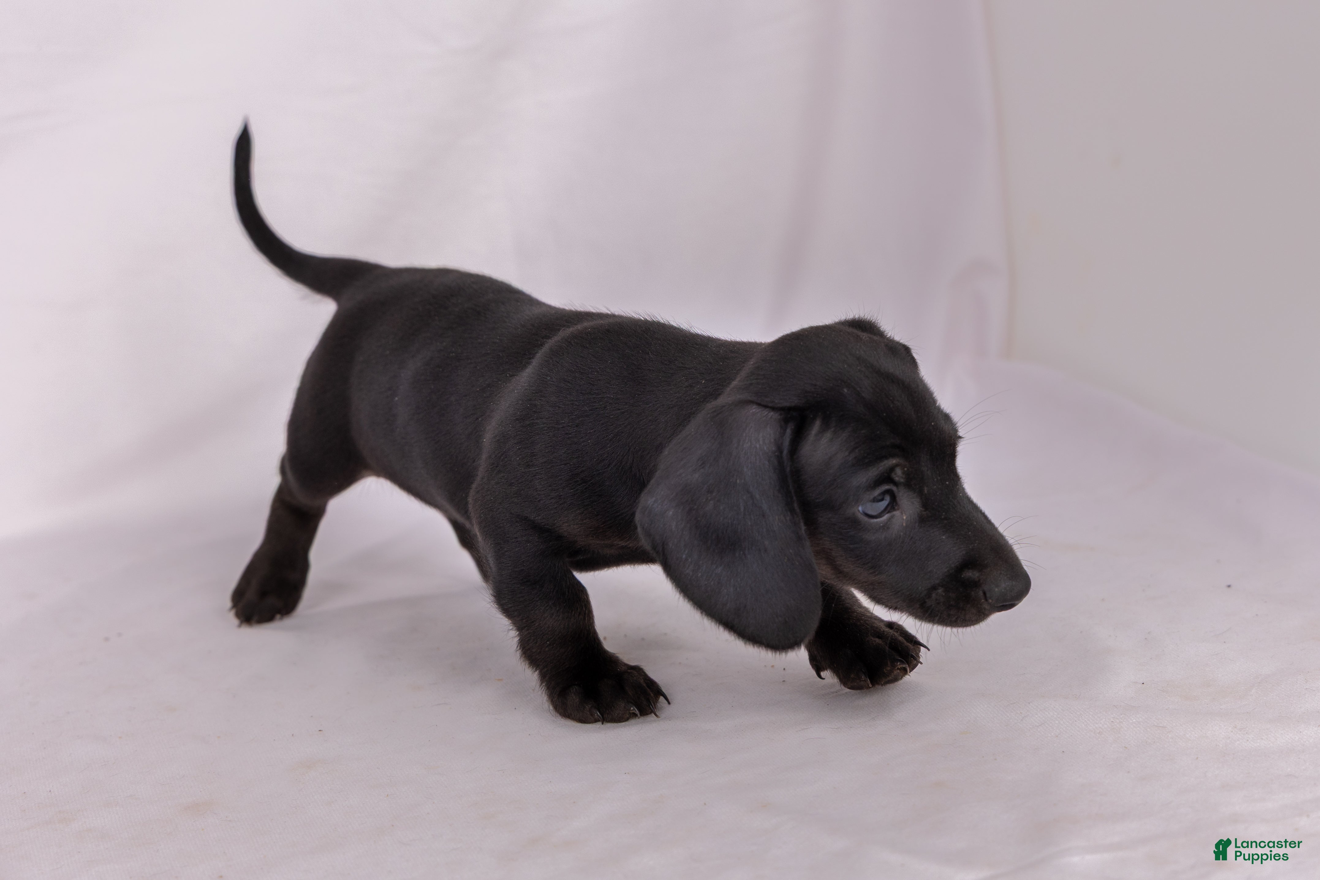 Miniature Dachshund dogs Paul - Ad 2