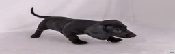 Miniature Dachshund dogs for sale: Paul - Ad 2