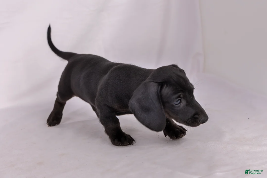 Miniature Dachshund dogs for sale: Paul - Ad 2