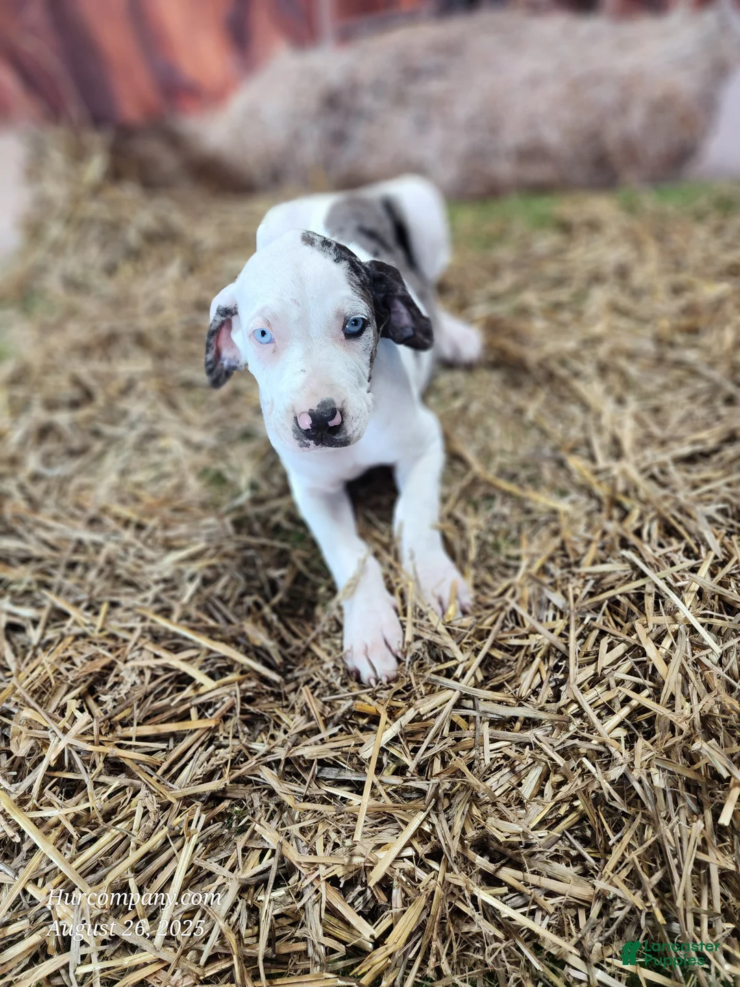 Catahoula Leopard Dog dogs for sale: Angel 2025 Female 1 - Ad 10