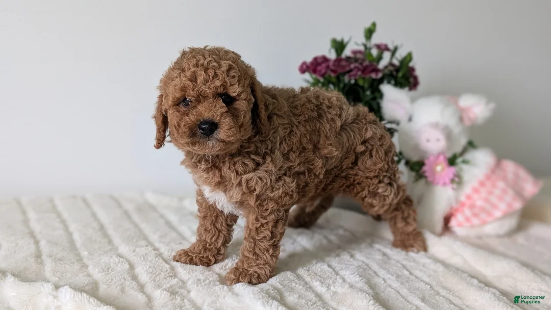 Mini Goldendoodle dogs for sale: Loki  - Ad 2