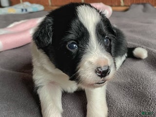 Mixed Breed dogs J - Female - Ad 23