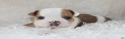 English Bulldog dogs for sale: Henry - Ad 4