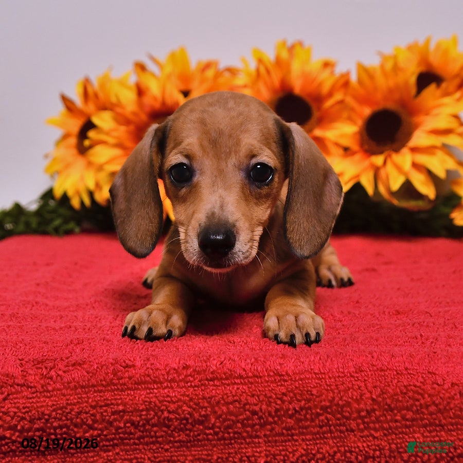 Miniature Dachshund dogs Dottie - Ad 2