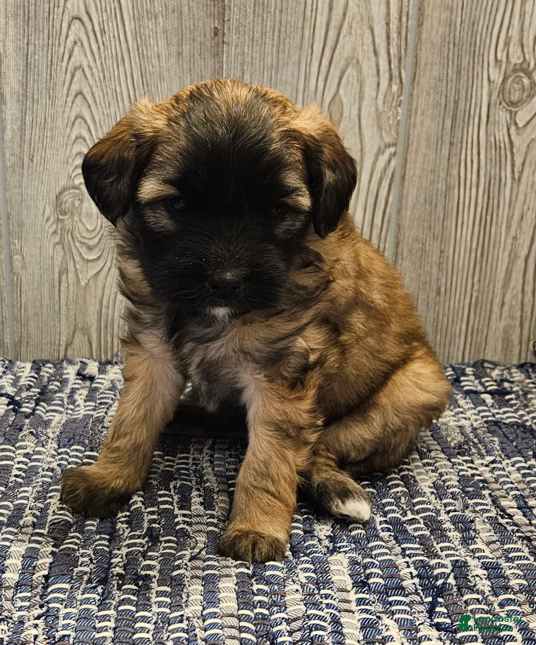 Mixed Breed dogs for sale: Rose - Ad 2
