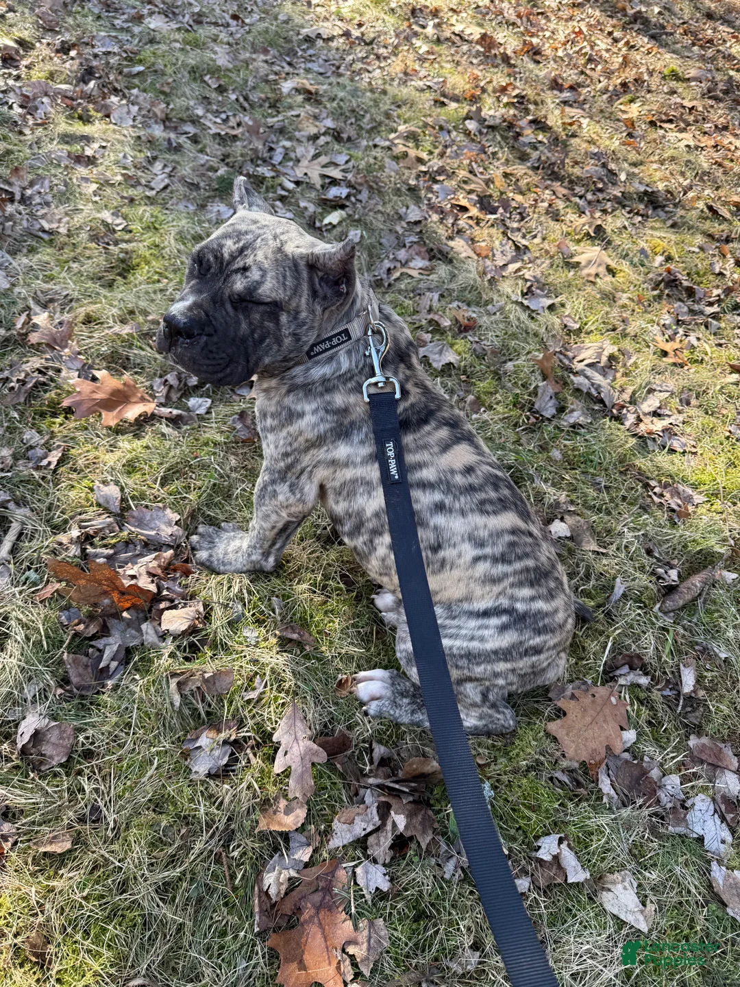 Presa Canario dogs for sale: Presa Canario Puppy 1 - Ad 3