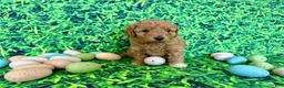 Mini Goldendoodle dogs for sale: Peach Collar  - Ad 3