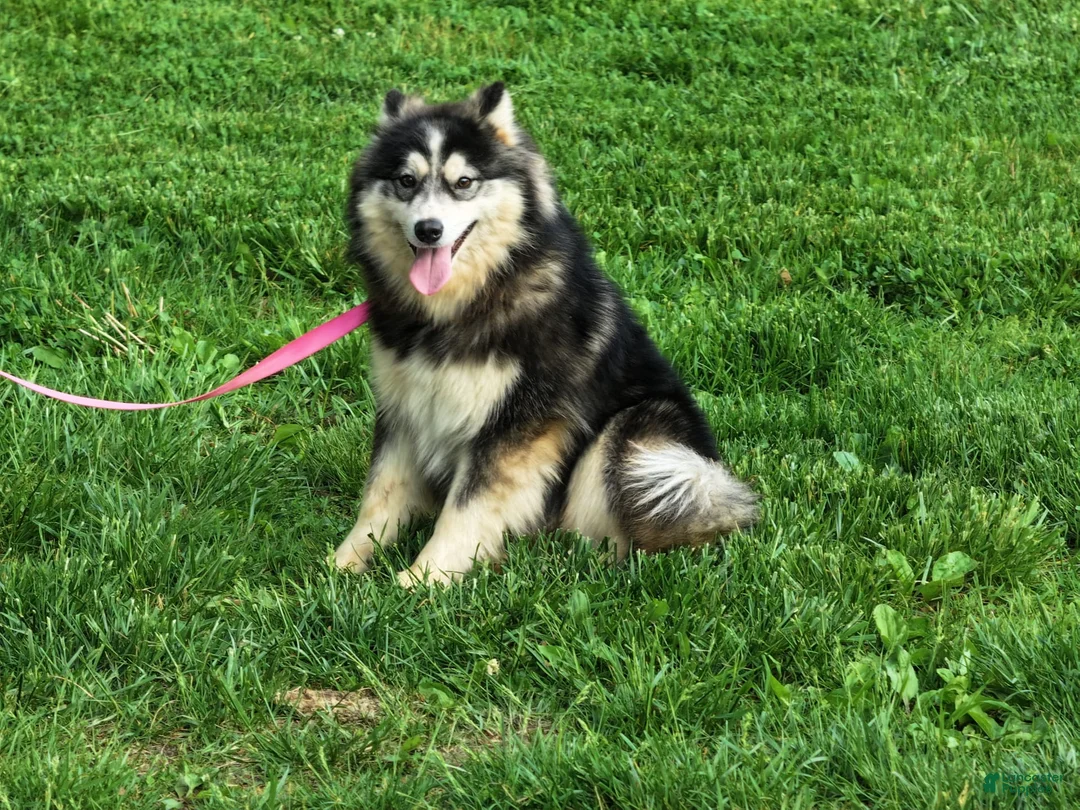 Pomsky dogs for sale: Buster - Ad 2