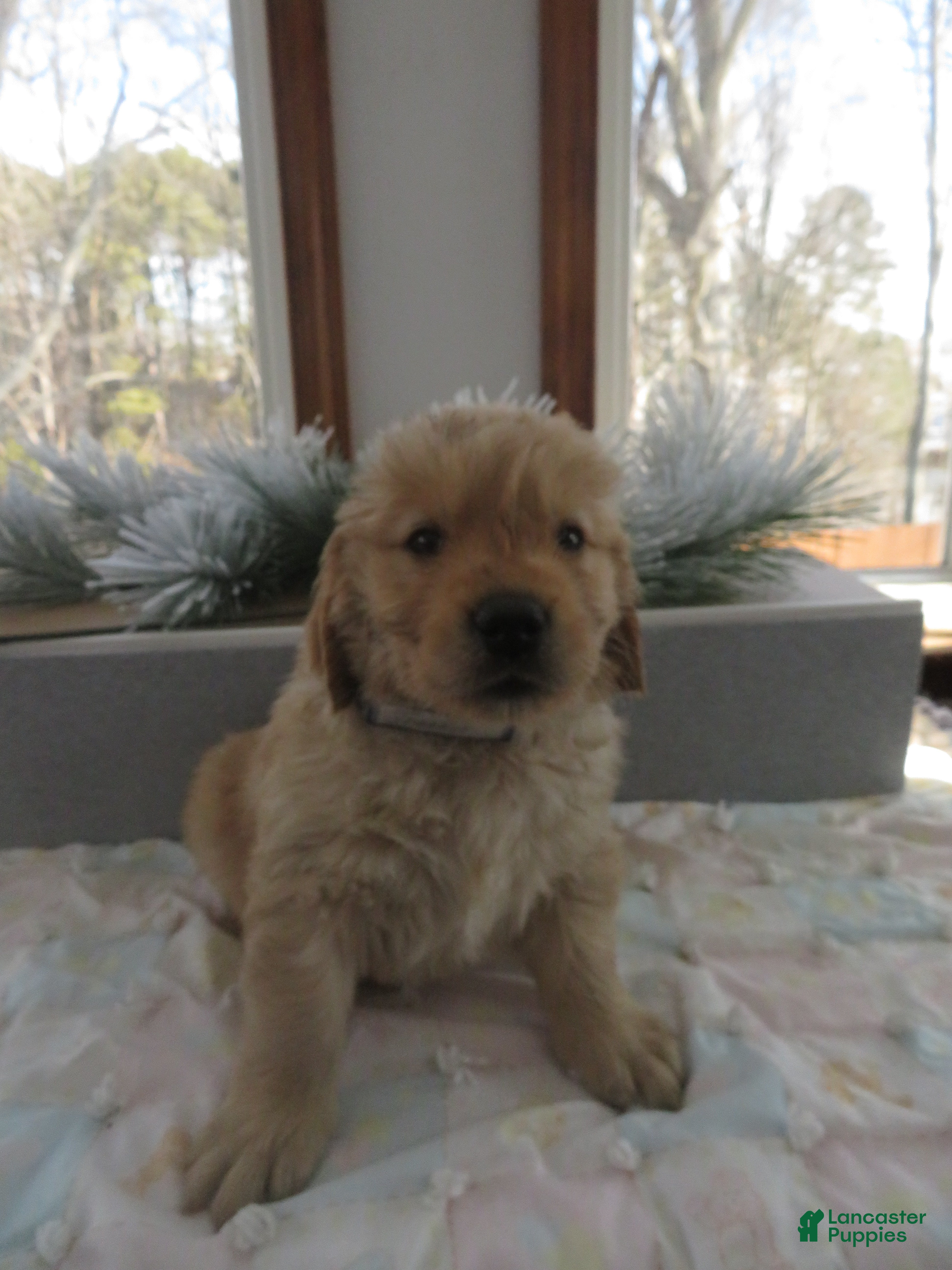 Golden Retriever dogs TRACKER -CHAMPION LINE - Ad 10