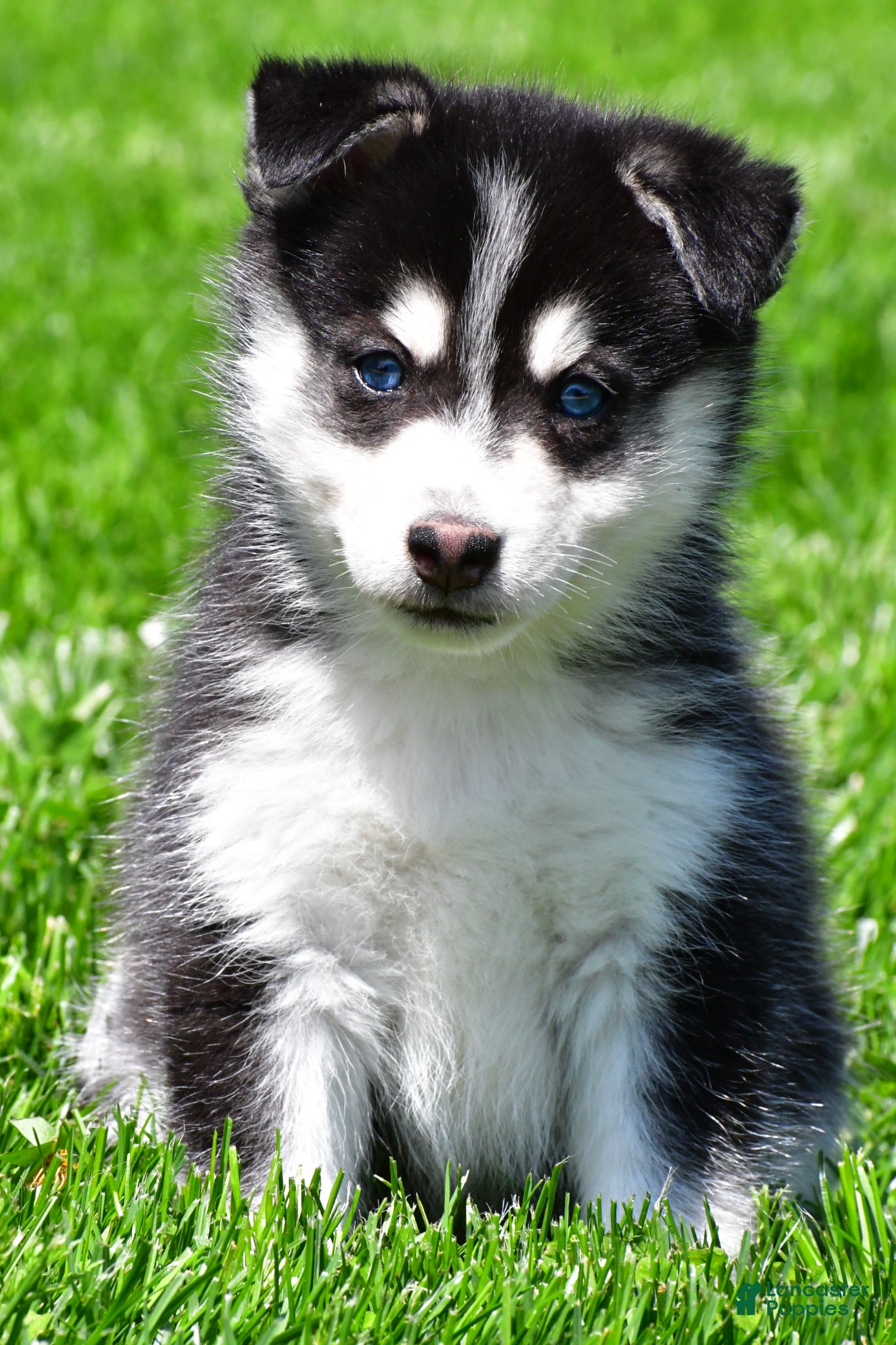 Pomsky dogs Oreo - Ad 2