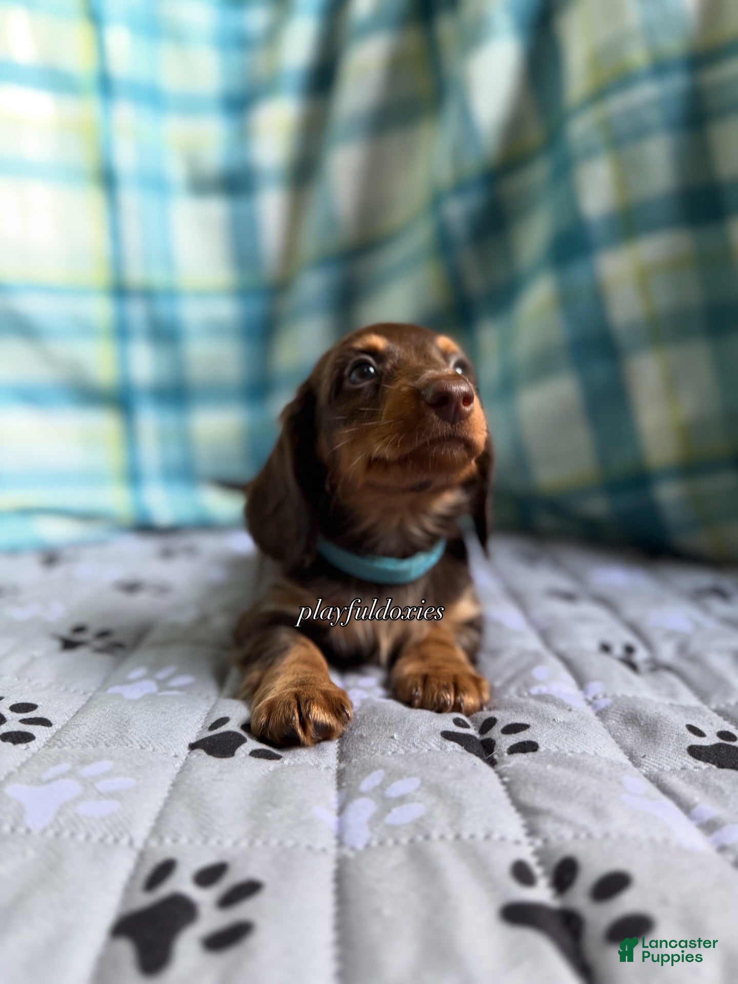 Miniature Dachshund dogs Blue Collar Miniature Dachshund Chocolate and Tan Long Haired - Ad 2