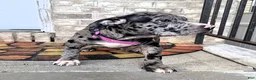 American Bully dogs for sale: "LAUREN HILL" BLUE MERLE TRI - Ad 5