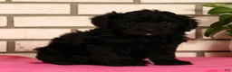 Yorkiepoo dogs for sale: Eden - Ad 5