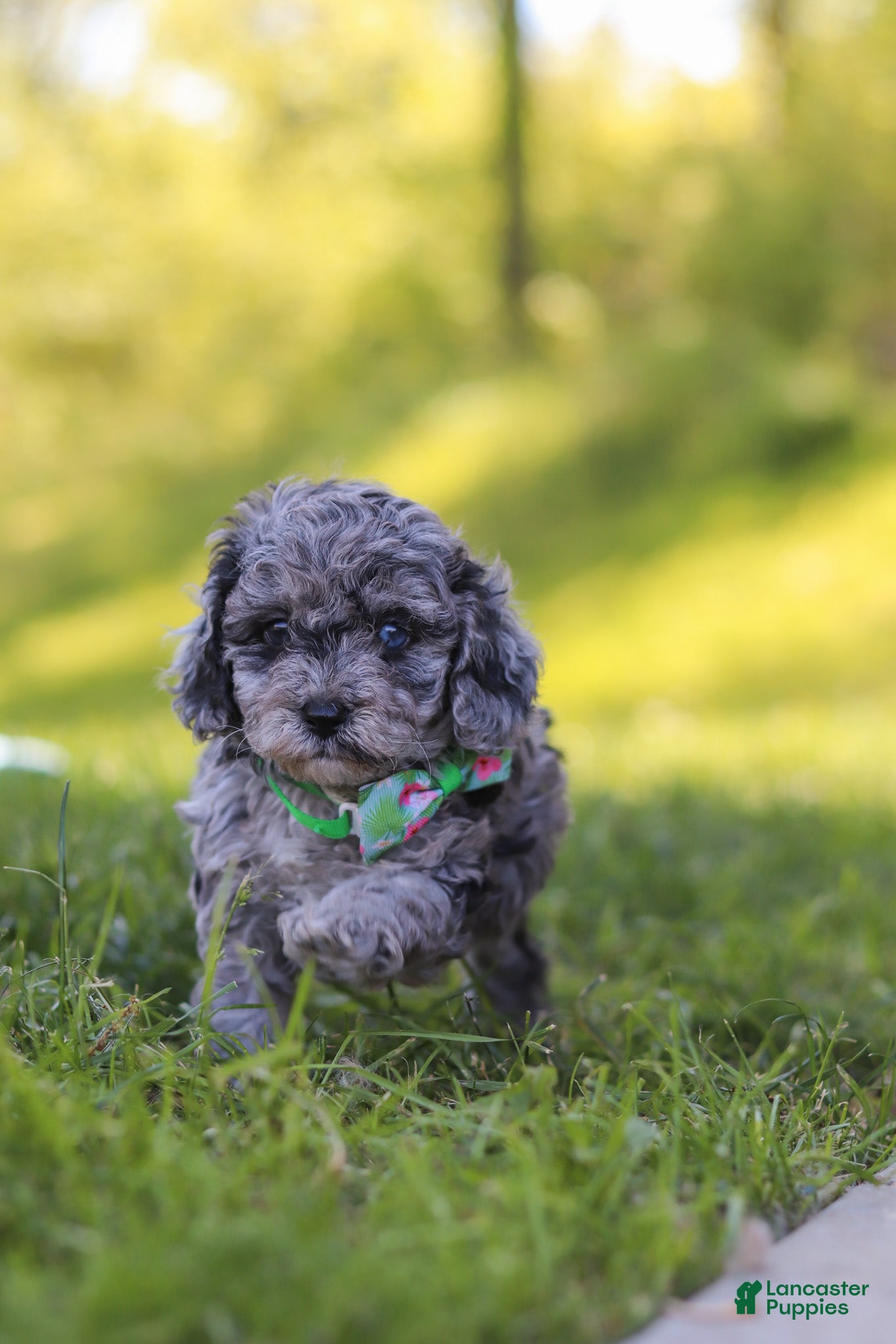 Miniature Poodle dogs Mason - Ad 2