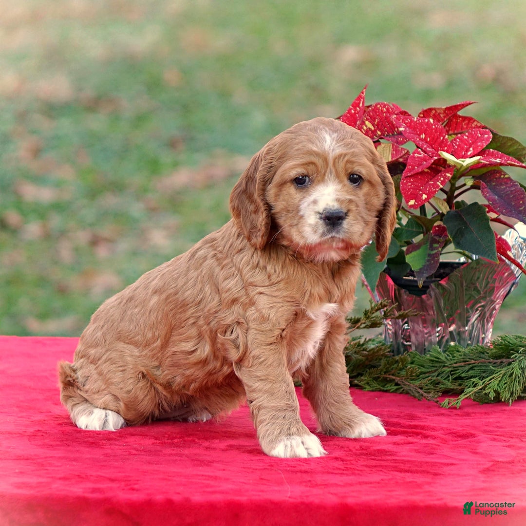 Cocker Spaniel dogs for sale: Jodie - Ad 2