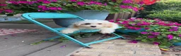 Cavapoo dogs for sale: Lex - Ad 2