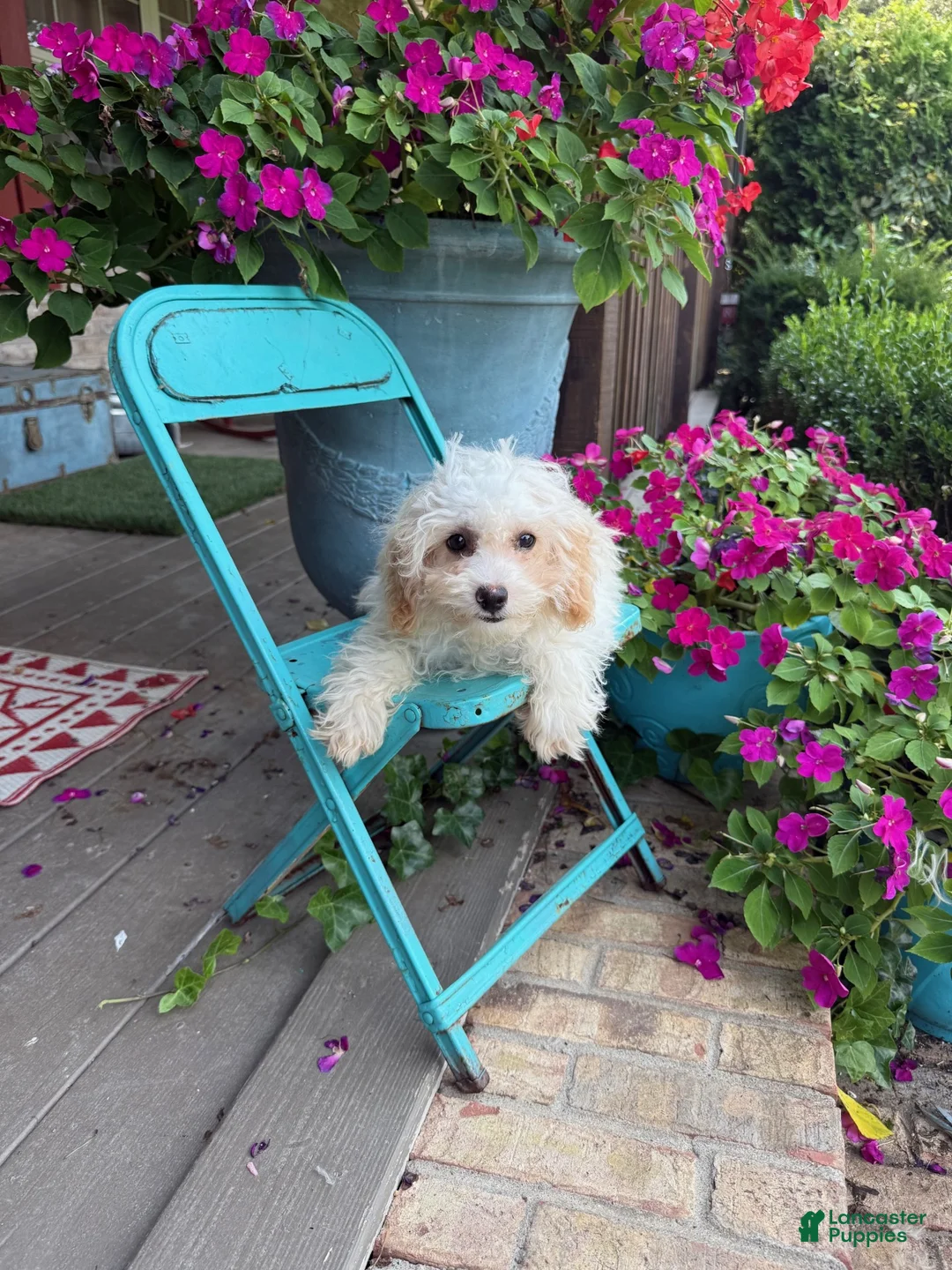 Cavapoo dogs for sale: Lex - Ad 2