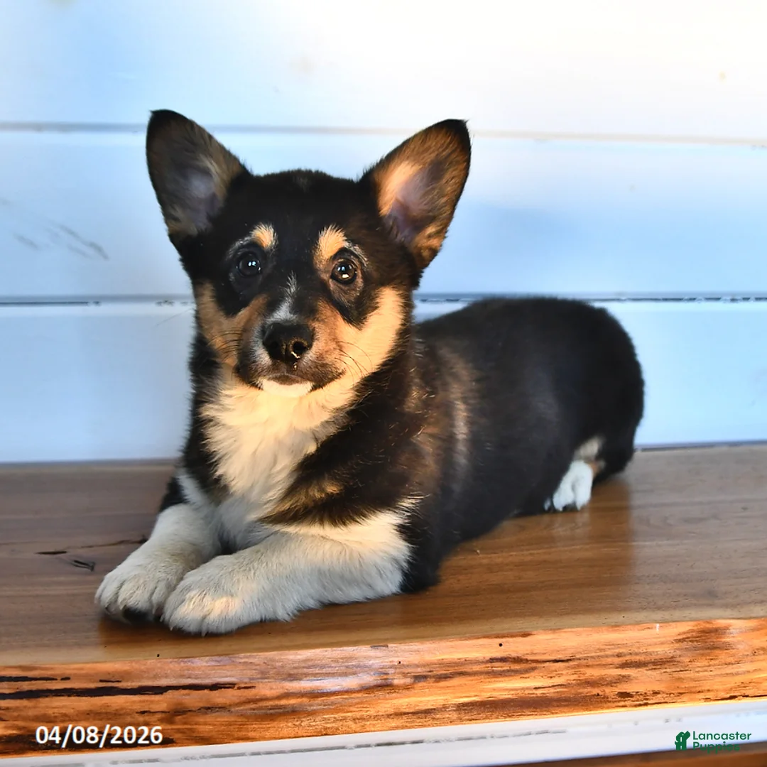 Welsh Corgi Pembroke dogs for sale: Truffle   - Ad 2