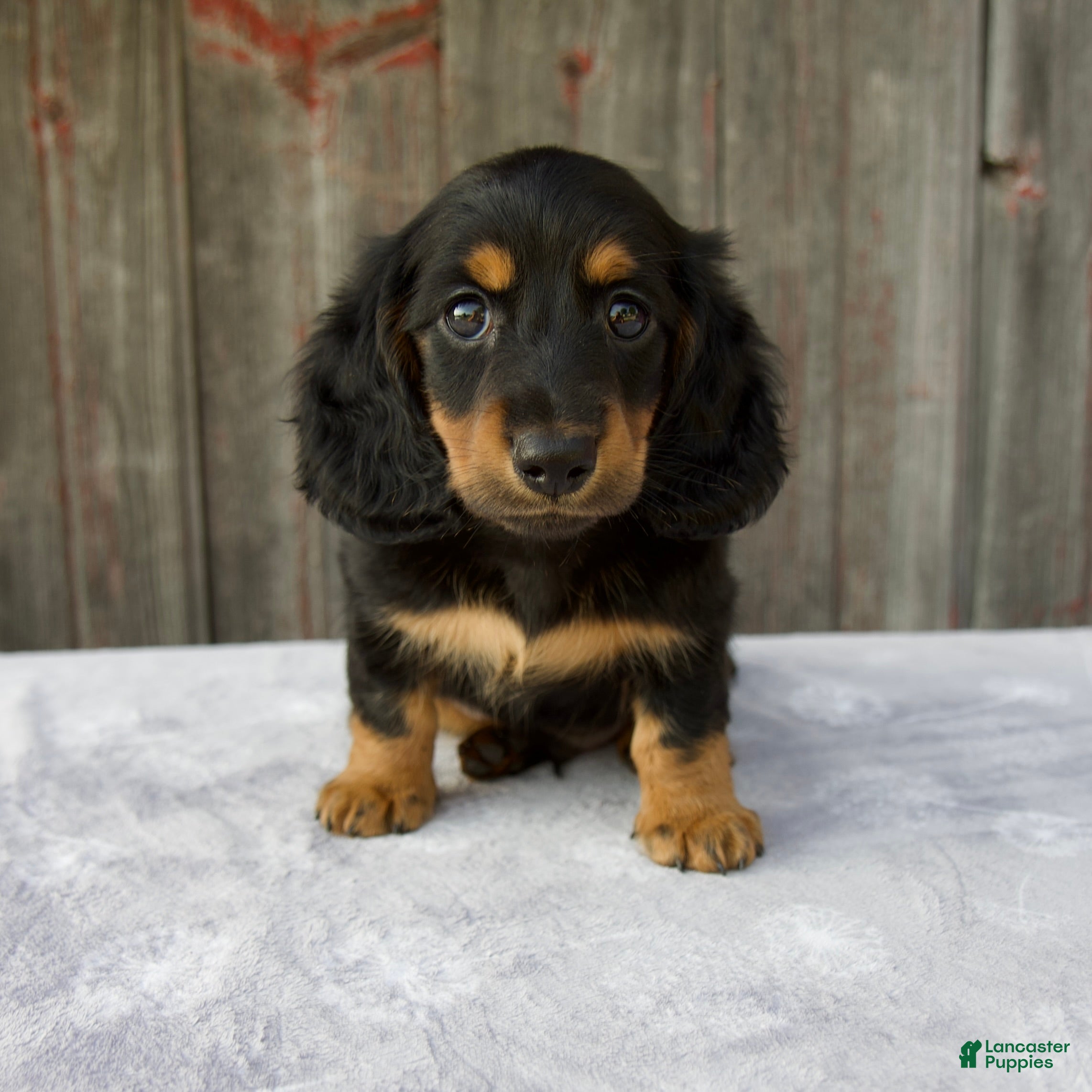 Miniature Dachshund dogs Murphy - Ad 1