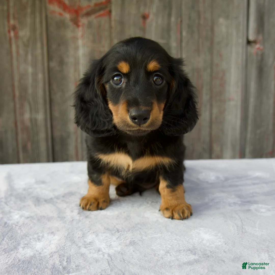 Miniature Dachshund dogs for sale: Murphy - Ad 1