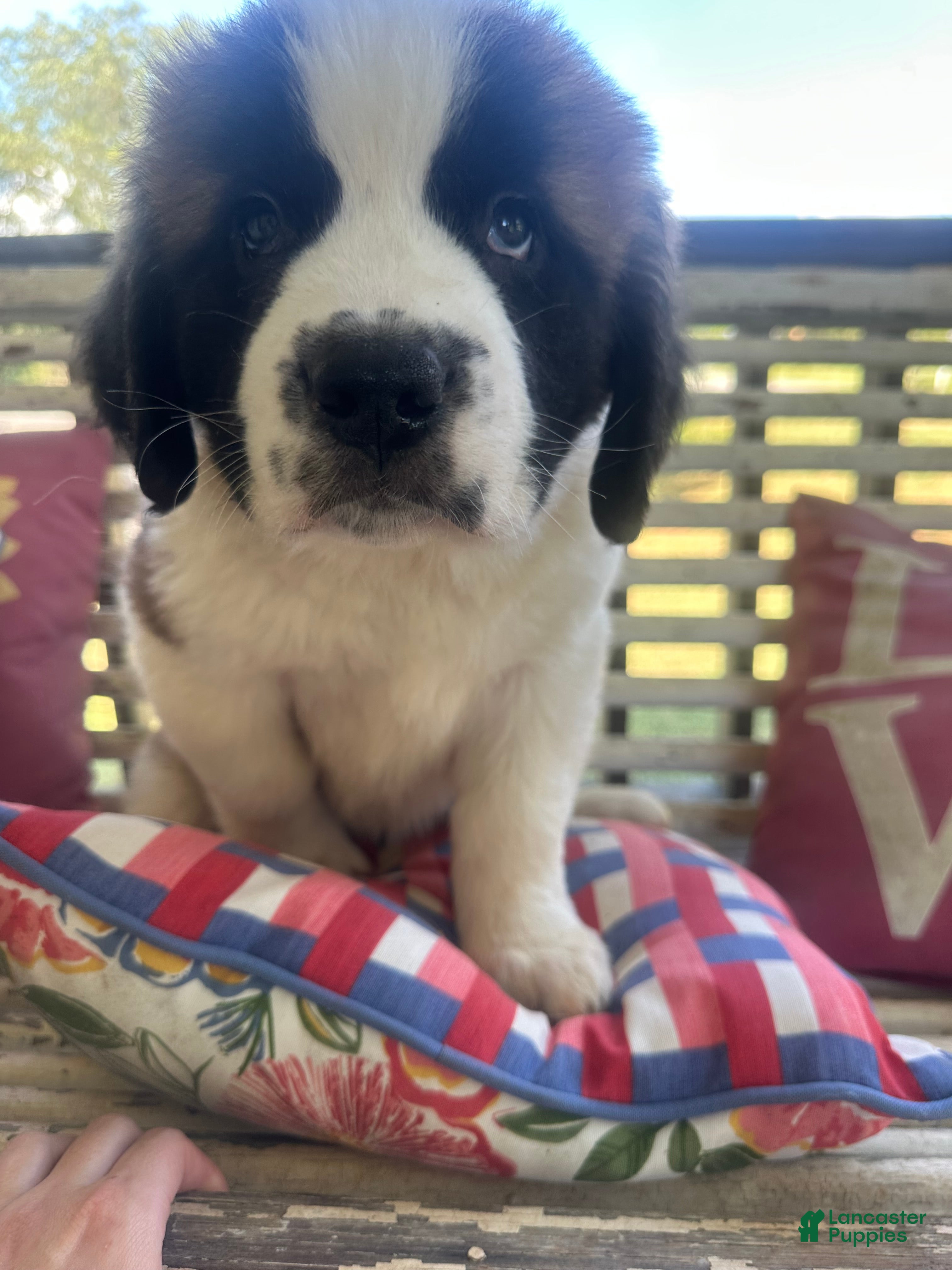 Bo (Saint Bernard, Male) in Granite Falls, NC