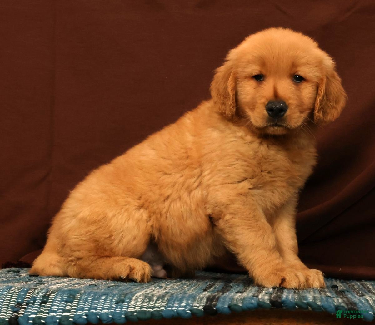 Golden Retriever dogs Rob - Ad 1