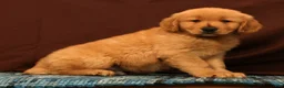 Golden Retriever dogs for sale: Rob - Ad 1