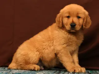 Golden Retriever dogs for sale: Rob - Ad 1