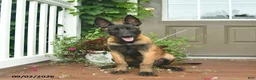 Belgian Malinois dogs for sale: Rosy  - Ad 5