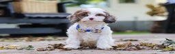 Cavapoo dogs for sale: Captain - Ad 16