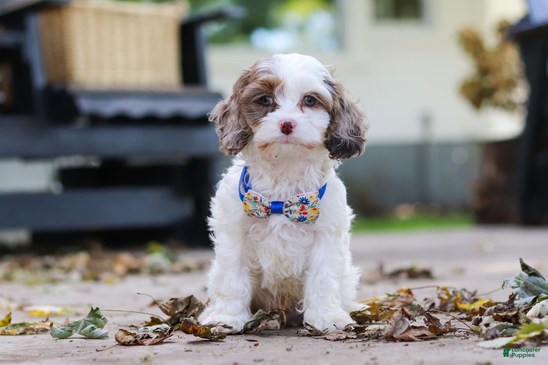 Cavapoo dogs for sale: Captain - Ad 16