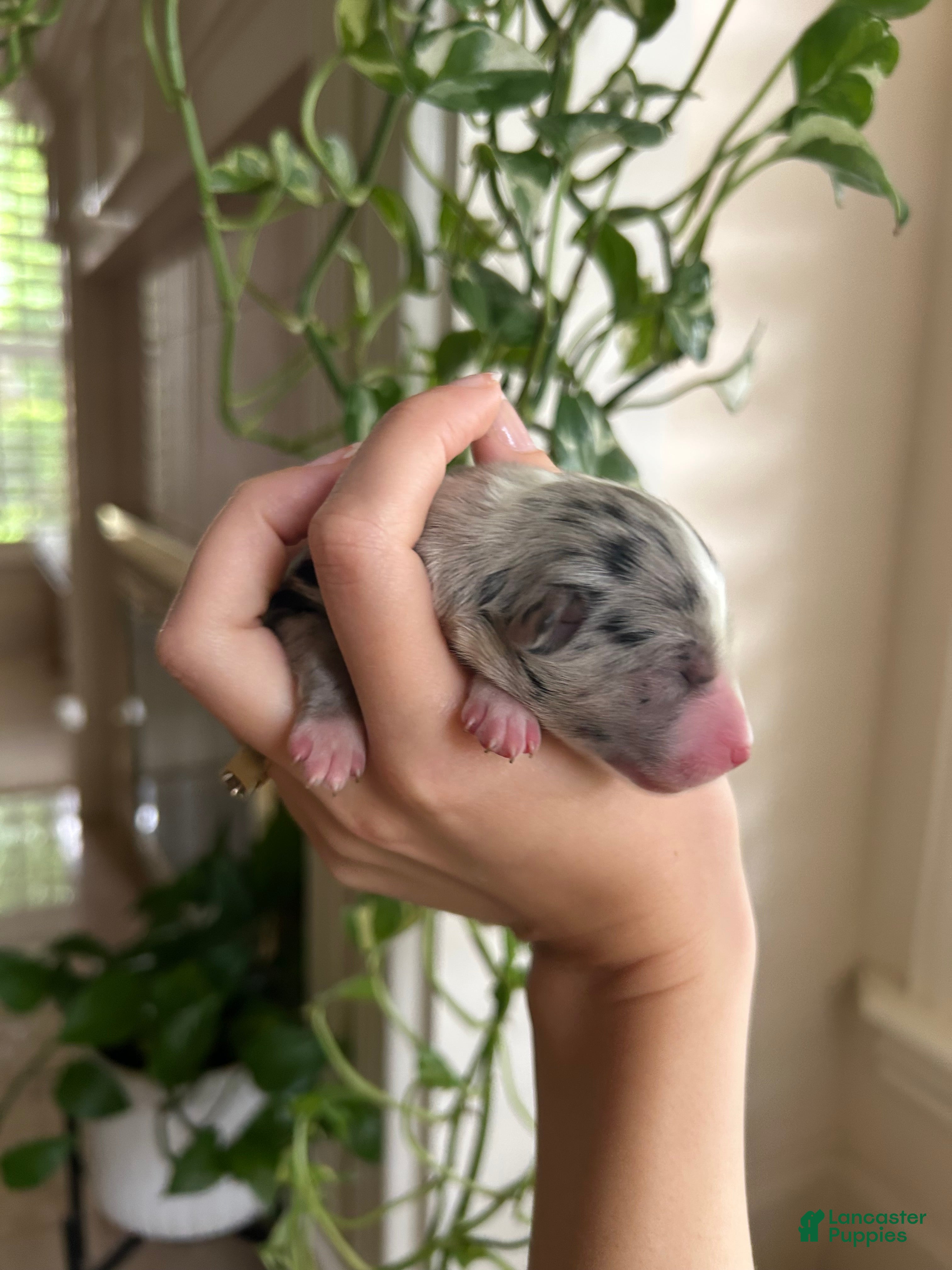 Miniature Australian Shepherd dogs Atlas - Ad 15