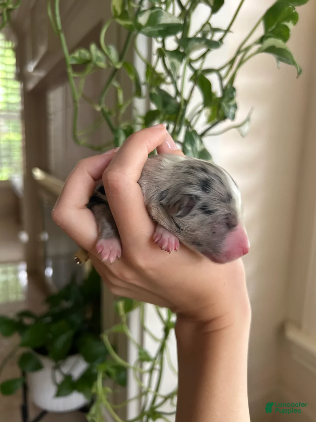 Miniature Australian Shepherd dogs for sale: Atlas - Ad 1