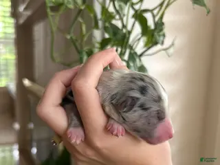 Miniature Australian Shepherd dogs for sale: Atlas - Ad 3