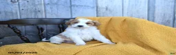 Goldendoodle dogs for sale: Swiss - Ad 3