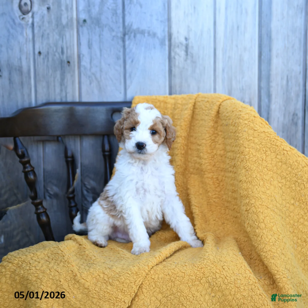 Goldendoodle dogs for sale: Swiss - Ad 3