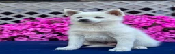 Pomsky dogs for sale: Sierra  - Ad 12