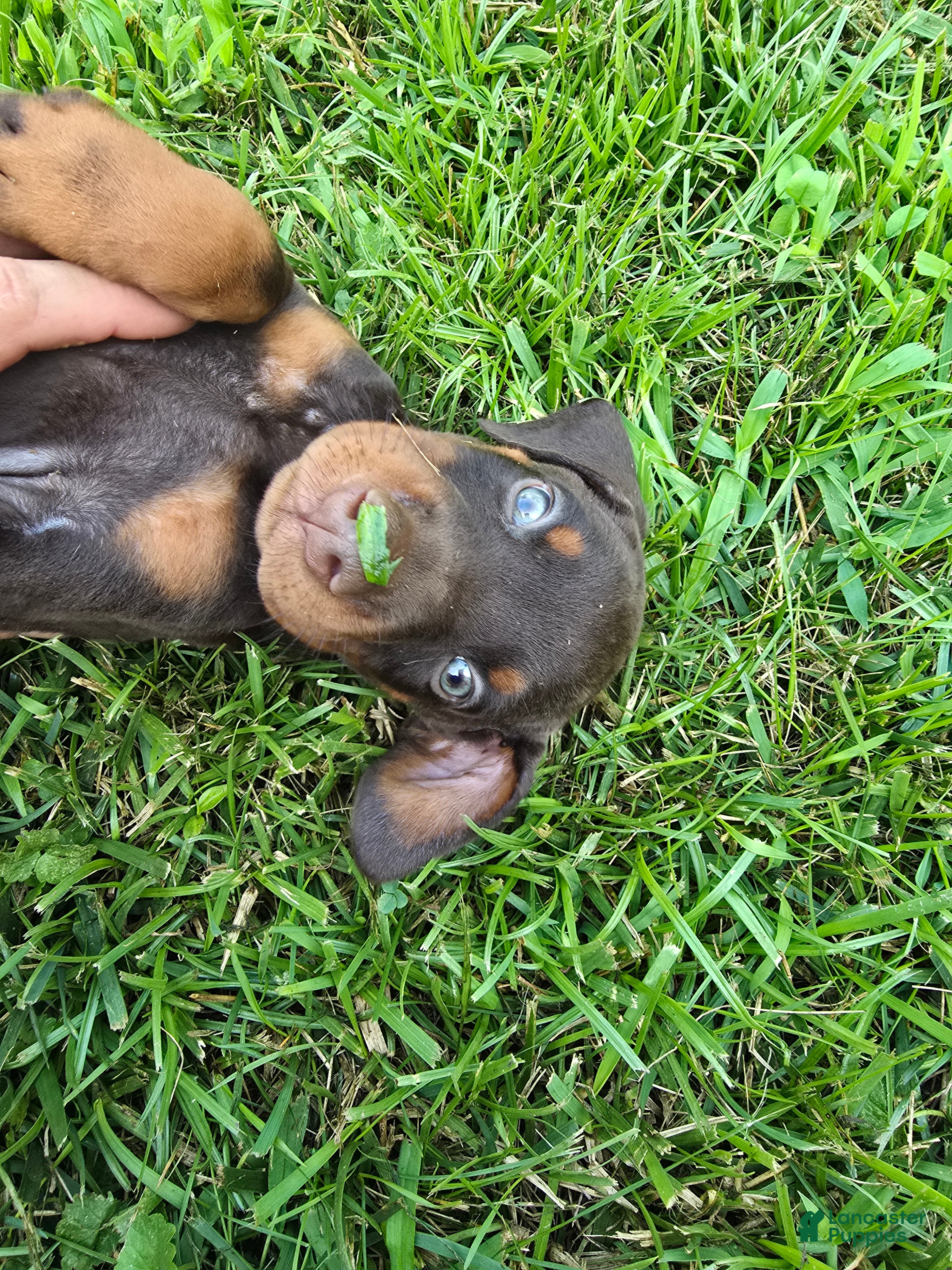 Doberman Pinscher dogs Athena - Ad 1